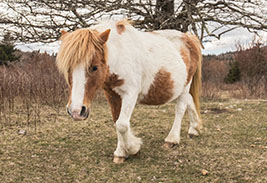 Balade à poney